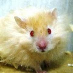なんとなく始めました。時々写真などを掲載しながらつぶやいていこうと思います♪(*ゝωб*)b