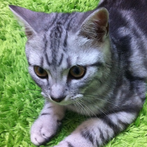 なながつなのか🎋💫 鹿🦌⚽️おまえたち🐈🍺きもだち🐸はちくち8️⃣