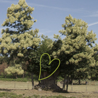 arvoresportugal's profile picture. Divul­gar, dig­ni­fi­car e pro­te­ger o patri­mó­nio arbó­reo de Por­tu­gal, com a par­ti­ci­pa­ção de todos.