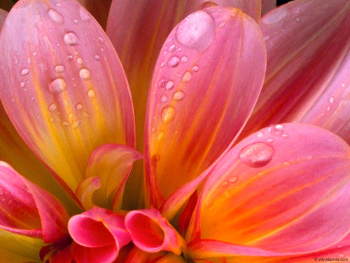 Bloemenfan.