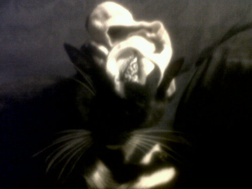Typical Blandford cat but with a loving family! Enjoys sleeping and catching things(especially cars on TV)