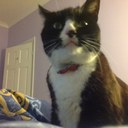 fran gannon - @gannonslass - Twitter