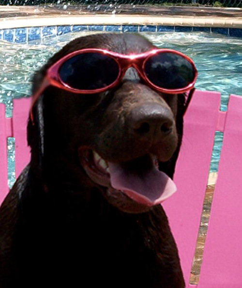 PetResortApopka's profile picture. Pet Resort, Animal Hospital