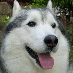NY-Shadowの講師をしています。ハスキー犬大好き♡