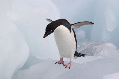 penginSergeant Profile Picture