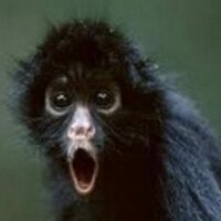 hongrebai (@hongrebai) 's Twitter Profile