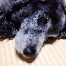 HARUMIさんのプロフィール画像