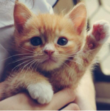 damenahito110's profile picture. 