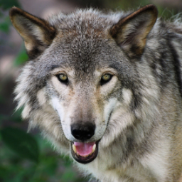 wild_w0lf's profile picture. 