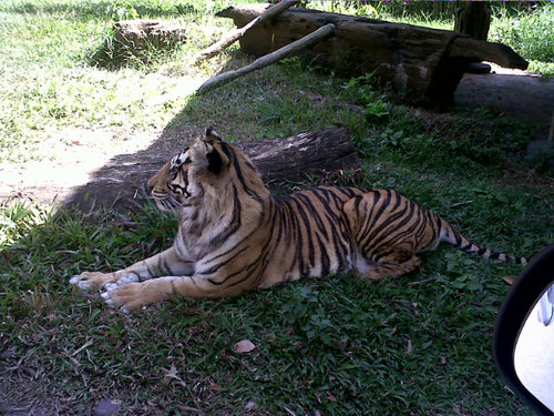 I will follow U like a tiger trying to find it's prey! I will ! Just relax and wait ! No need to follback :p