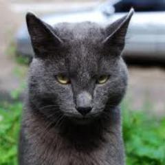 кот