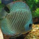 Caroline Flood - @pepsimax3 - Twitter