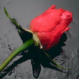 BahadrDemiroglu's profile picture.