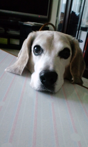 michufb's profile picture. 俳優・声優の津田健次郎さん大好き。津田沼の皆さんと楽しく応援したい！日々のご活躍に幸せと生きる力を貰ってます。山口馬木也さん／堺雅人さん／シンハギュンペン／映画／韓国映画／演劇／久石譲さんの音楽／INI／アロマ／犬は愛／ミッフィー／羊飼いしゃん／鉄道詳しくないけど好き／療養中だけど頑張ってる／マメじゃないです