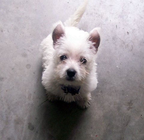 TheRoxyReport's profile picture. I'm a Dog. What's it look like?