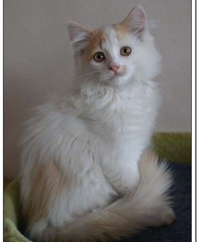 IsabelleSGRT's profile picture. Amie des animaux depuis toujours