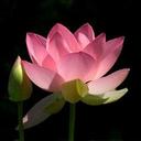 WuWeiWebTweets - @SandraWesthoff - Twitter