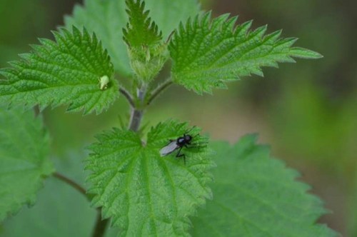 Neteligheden's profile picture. 