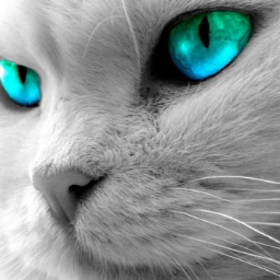 Soy mujer: Amante de los animales, del metal, el romance y el arte. Jamás he tolerado las mentiras ni la opción de rendirme.