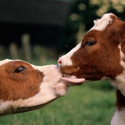 ManuVacaGiLixo's profile picture. 