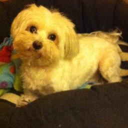 lunillaisabel's profile picture. 