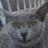StinkyCat69's profile image