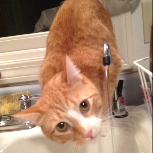 bellivep's profile picture. Catholic Christian, Pharmacy Professor, Casting Crowns fan, focusing on every step being a prayer that I am moving in the right direction for the right reason