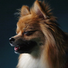 gingerpuplane's profile picture. Canine, Culture and Couture. Be sure to visit our site!