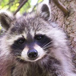 NaturesFairy's profile picture. I enjoy taking pictures & videos of wildlife. My yard is certified thru the NWF. I love my Family & Animals. I have many Gluten Free & Low Carb Recipes posted.