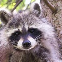 NaturesFairy (@naturesfairy) 's Twitter Profile Photo