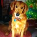 Anne (@orangedogsmom) Twitter profile photo