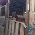 Ojai Permaculture (@ojaipermacultur) Twitter profile photo