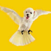 개새 (@yadong_zizi) 's Twitter Profile