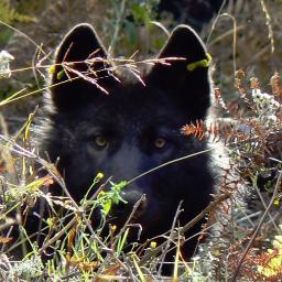 Advocate for wolves, lover of all animals. The Wedge Wolves of Washington page on facebook is my page so drop in and share