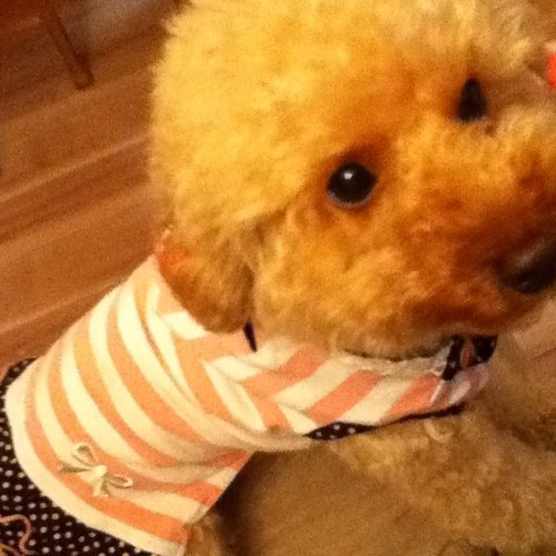 ichigo201's profile picture. 2018SFC 達成