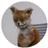 uprt_fox's profile image