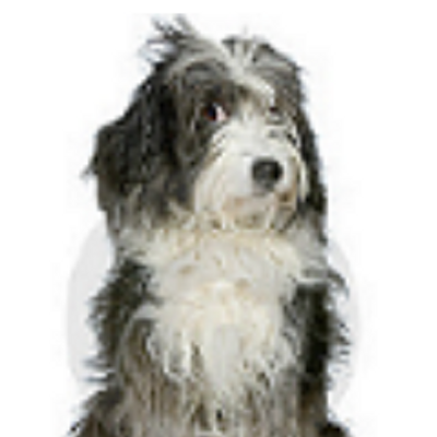 むく犬の物語 Shaggydog Story Twitter むく犬の物語 Shaggydog Story Twitter