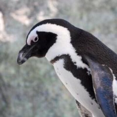 おたペンギンsmn