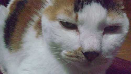 mikenekomomoko's profile picture. 