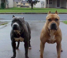 boitumelongoatu's profile picture. I'm loving person who put everything in GOD first