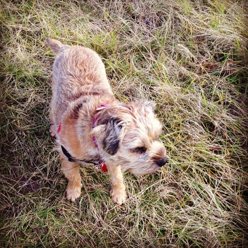 I'm a small border terrier. Sis of @marleyterrier