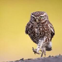 ArtemTolmatov's profile picture. deset stantem mori