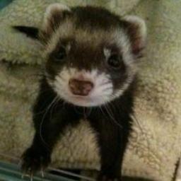 A Ruby conference in the North of England. This is gem's ferret Ruby. She depicts the northerness of organisers @ruby_gem and @fearoffish