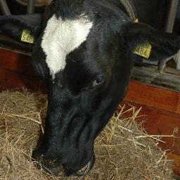 Melkveebedrijf in Overasselt. Met  Blauwebessen en walnoten. Bezoek ons boerenterras voor een lekkere kop koffie en streekprodukten. En lid van Klasseboeren