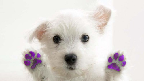 The Purple Paw grooming salon, in Loddon Norfolk (01508) 528 584