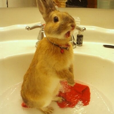 驚愕のうさぎ 爪剥がした指 から腐敗臭がしてくるんだけど なんなの ピンエンバーミングでもしたらいいの ホルマリンとか入手出来ねえよ