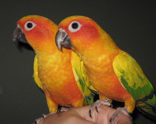 Parrot Breeder, Rescuer and Behavior Specialist in domestic & wild birds. Fun Facts and even Breeding tips are right here!