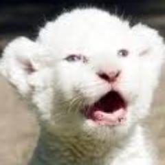 *male, lion, protective, smart, wise, brave, shy, sweet, playful, only a kid right now* #Owner: does not have one yet #Song: How To Save A Life - The Fray
