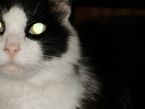 I am Tempo from TempotheCat... my YouTube channel || 1996-2014 || follow my other account @creepain
