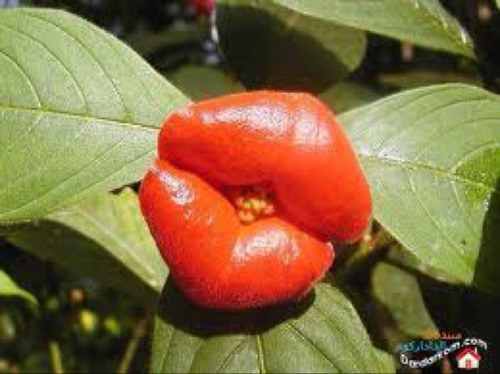 3_thogk's profile picture. بديت حياتي زوجه عاديه مثل اي زوجه و تطلقت مثل اي مطلقه تزوجت مسيار و تطلقت هذا سر اسمي المستعار